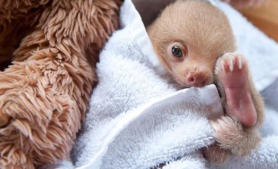 Новорожденный ленивец