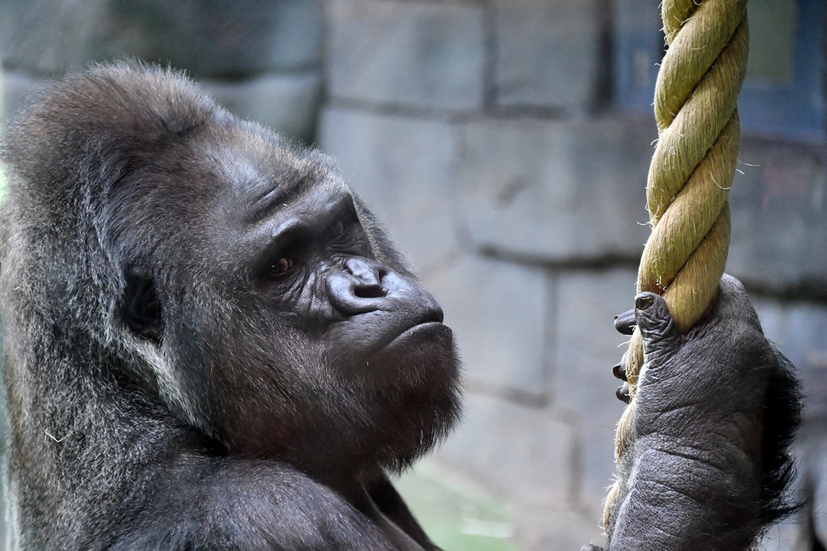 Московский зоопарк горилла