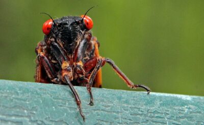 Съедобные насекомые: цикады Фото Gerry Broome /AP/TASS