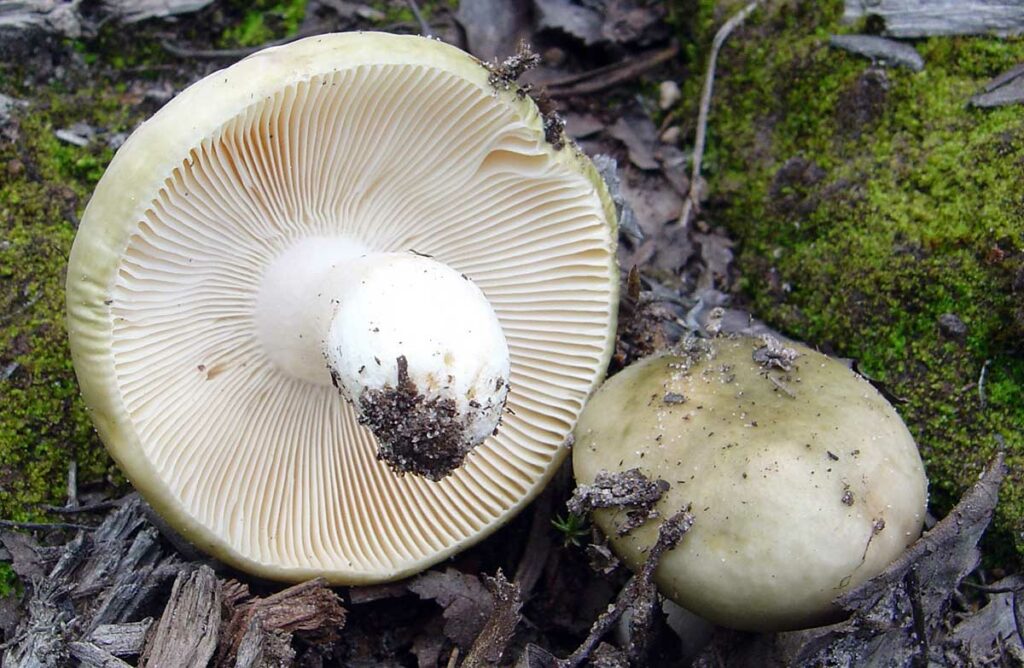 Как научиться отличать ядовитые грибы: советы профессиональных грибников. Спорт-Экспресс