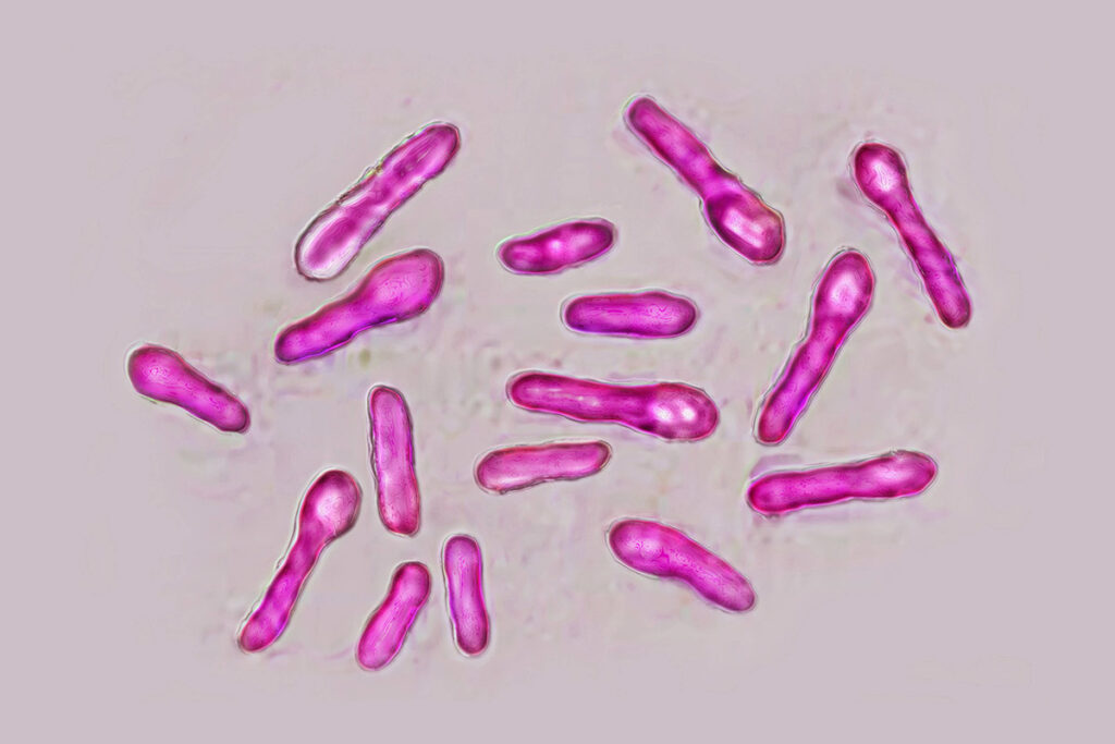Бактерия Clostridium botulinum (бацилла ботулизма)
