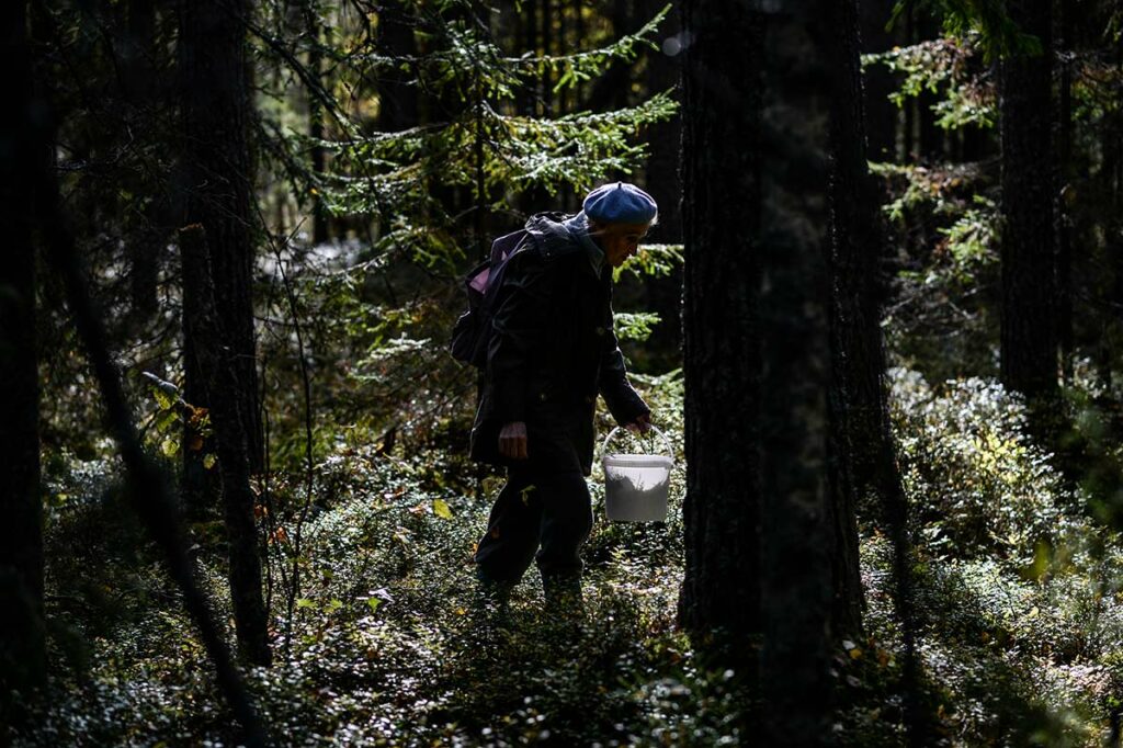 Женщина собирает грибы в лесу