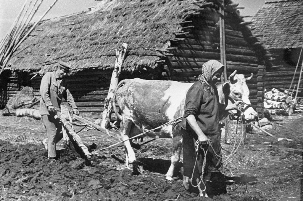 Жители деревни пашут землю в партизанской зоне. Витебская область